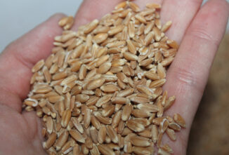 How to Cook Spelt Grains